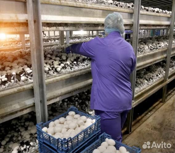 Упаковщик(ца) с бесплатным проживанием и питанием