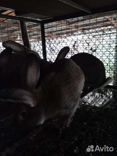 Кролики на мясо