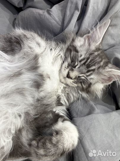 Мейн-кун мальчик серый мрамор