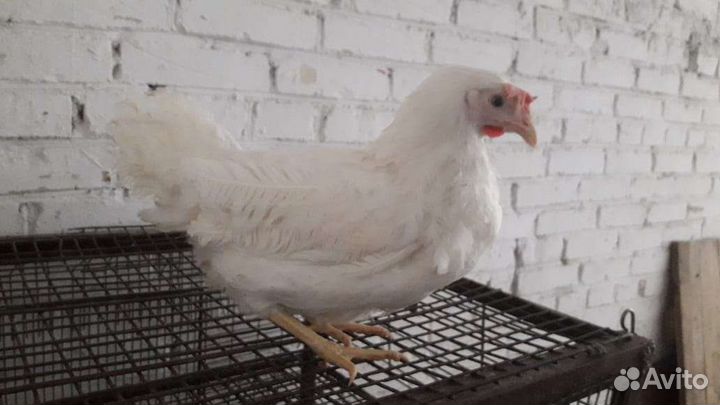 Леггорн Молодки