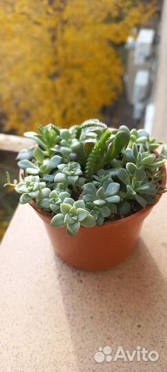 Мини - садик из суккулентов