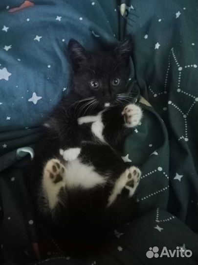 Черный котенок в добрые руки
