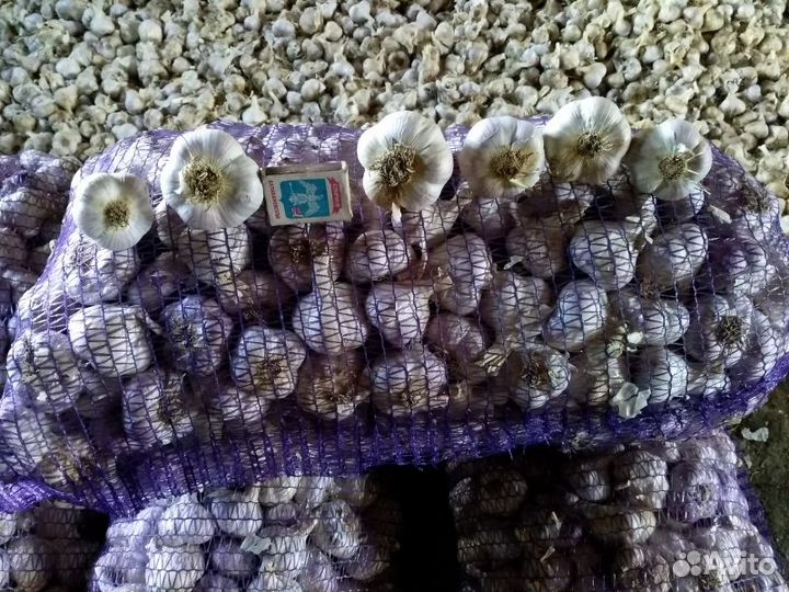 Чеснок посадочный, товарный