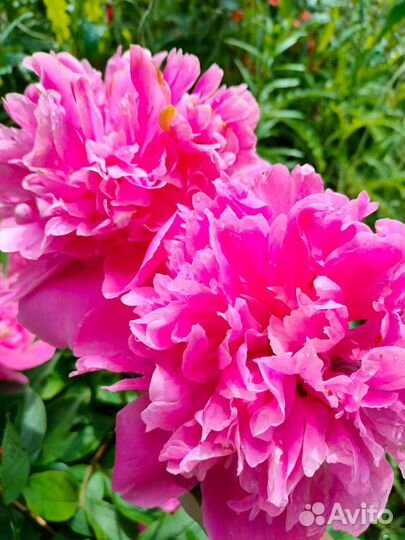 Сортовые пионы