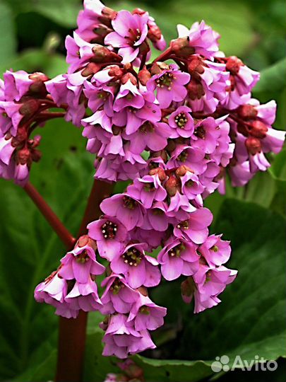 Бадан толстолистый