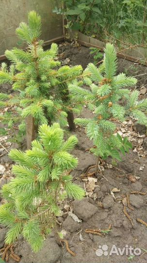 Голубая ель (саженцы)
