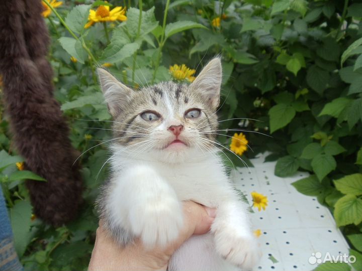 Кисточка ищет семью