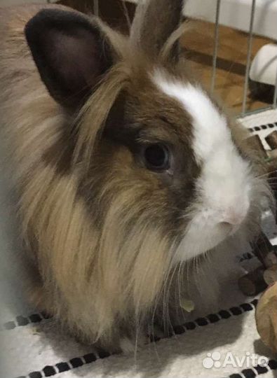 Декоративный кролик