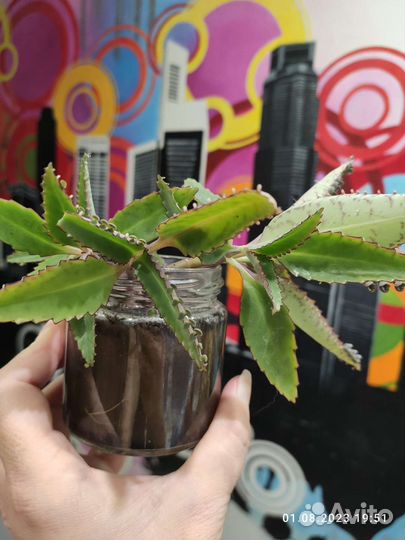 Каланхоэ лечебное