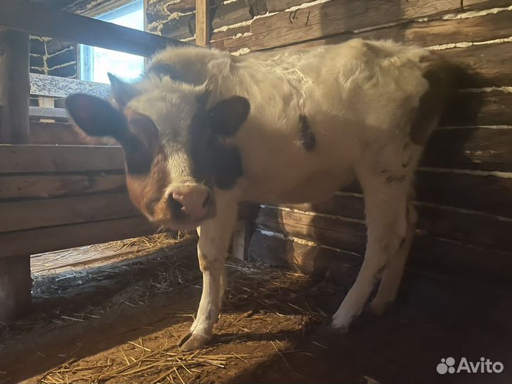 Телки 1,5 и 1,6