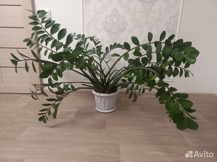 Замиокулькас (женское счастье)