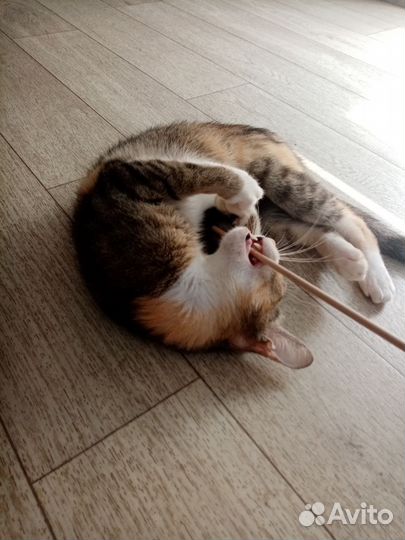 Молодая кошка