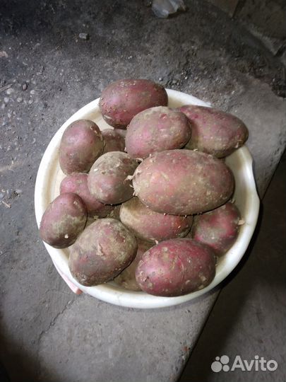 Картофель на еду