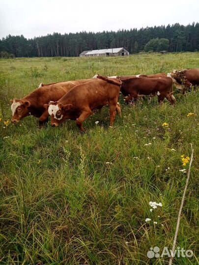 Бычки элитные казахские белоголовые герефорд