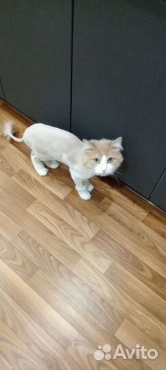 Котик в добрые руки