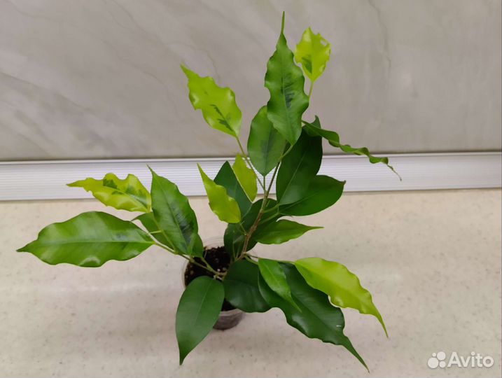 Фикусы сортовые