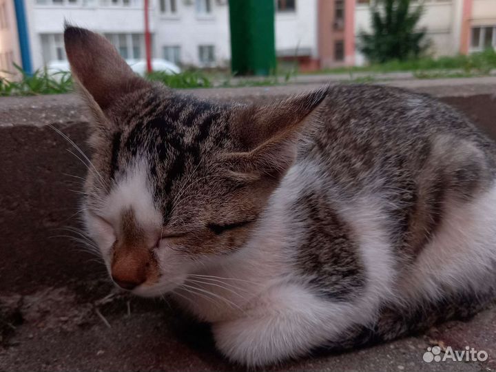 Кошка найдена на улице