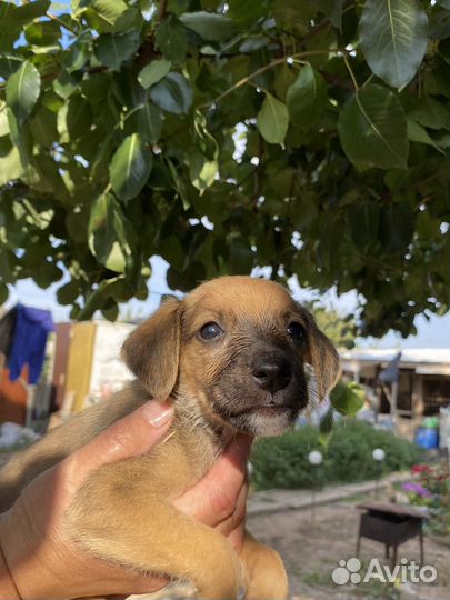 Отдадим щенят (девочки) в добрые руки