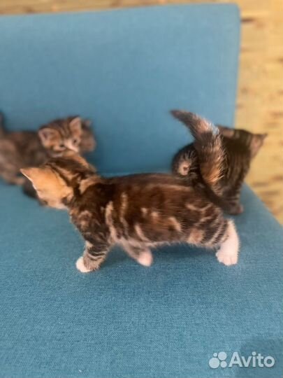 Британские котята