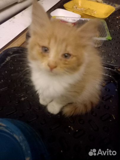 Котята дворовые