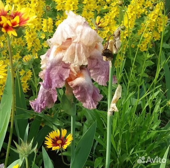 Ирисы бородатые