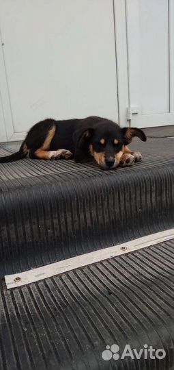 Собака щенок в добрые руки