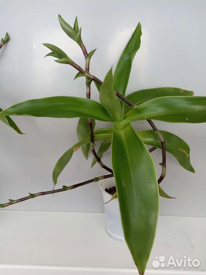 Растение золотой ус