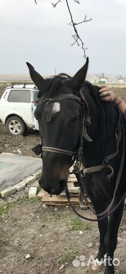 Кабардинский жеребец