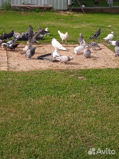 Голуби турецкая такла