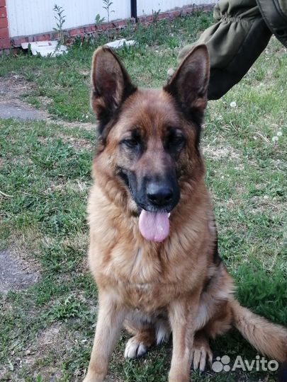 Собака немецкая овчарка