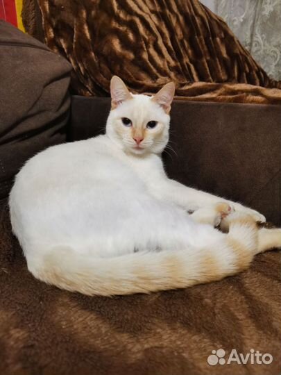 Кот в дар бесплатно