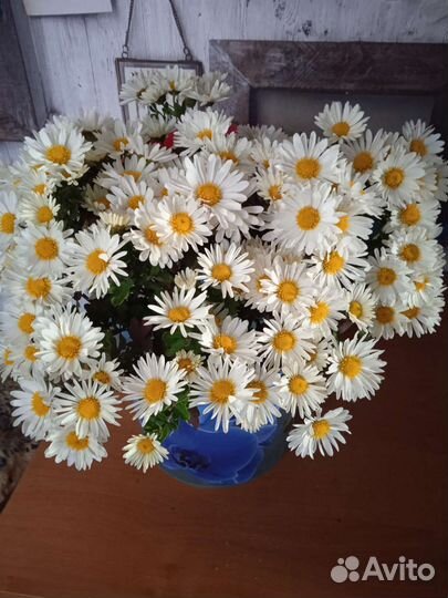 Хризантема