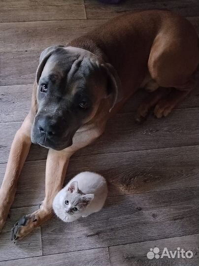 Собака вязка