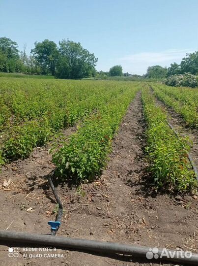 Подвой Алыча