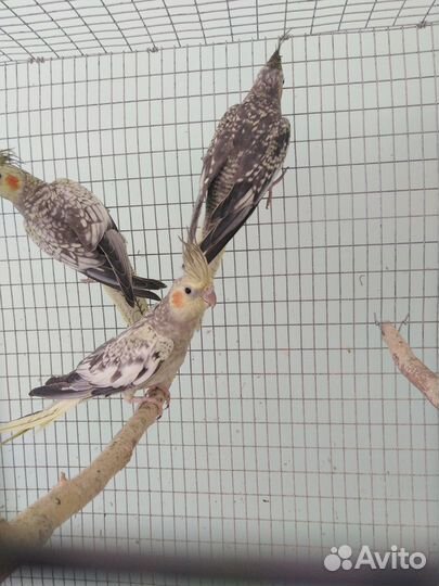 Попугаи корелла