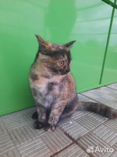 Метис британки в добрые руки