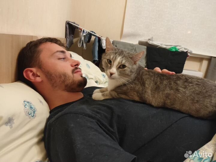 Котоняня кэтситтер