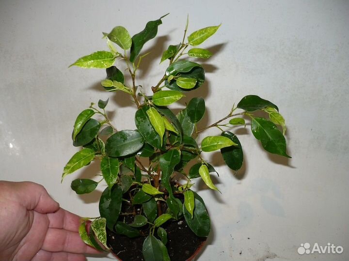 Фикус мелколистные