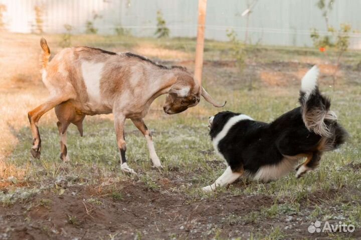 Пастух для Вашей фермы или хозяйства -бордер колли