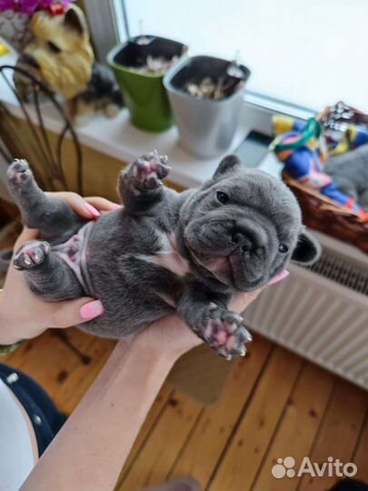 Голубой бульдог