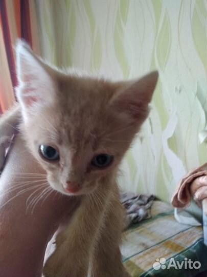 Котята с доставкой
