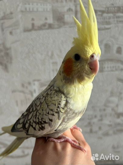 Попугай Корелла выкормыш