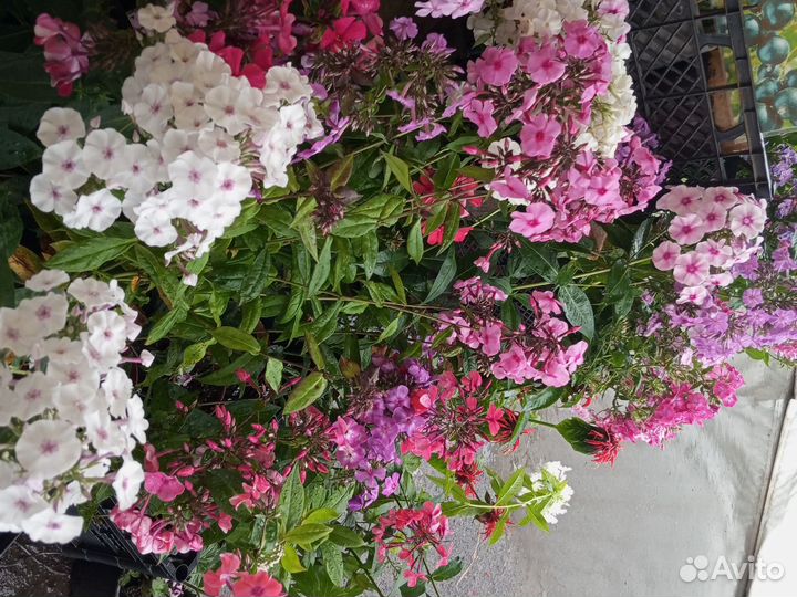 Многолетние цветы