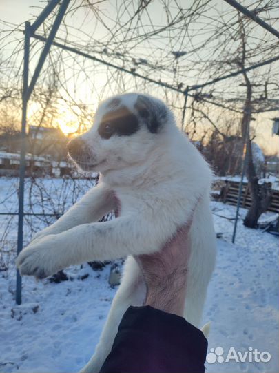 Щенки лайки зсл