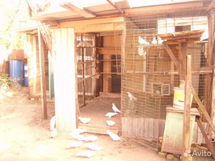 Продаются голуби полтавские белые и серые