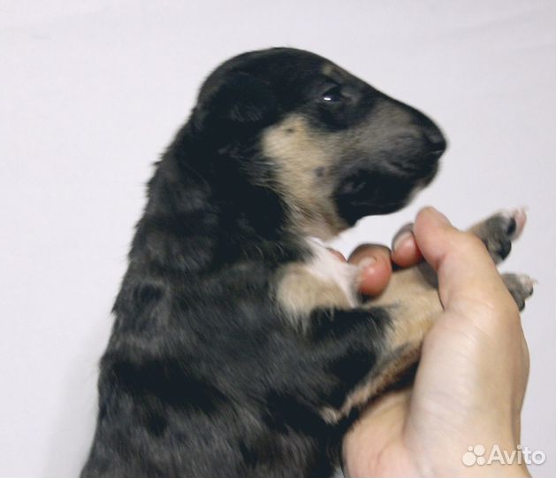 Щенки стандартного бультерьера чёрные