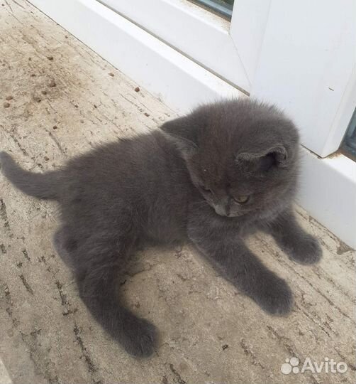 Котята бесплатно