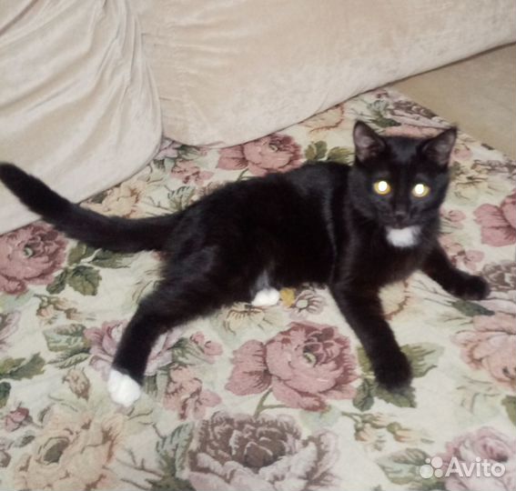 Найдена черная кошка