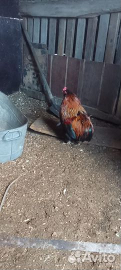 Куры петухи домашние