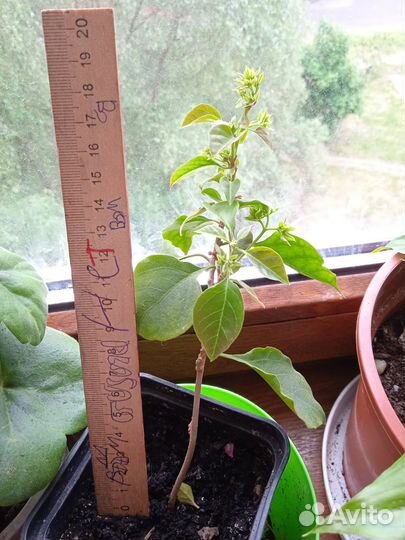 Бугенвиллея